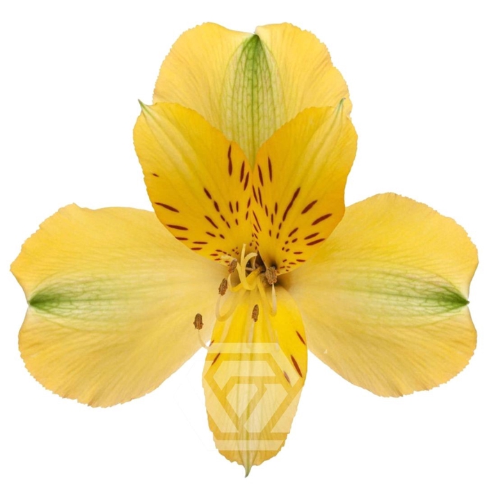 <h4>ALSTR SUNNY LADY Tessa</h4>