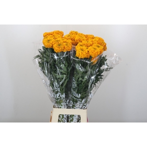 Tagetes Marigold Promise Light Orange