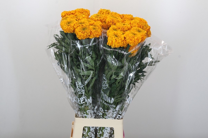 <h4>Tagetes Marigold Promise Light Orange</h4>