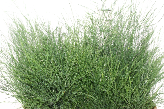 <h4>FOLHAGEM ASPARGO VASSOURINHA</h4>