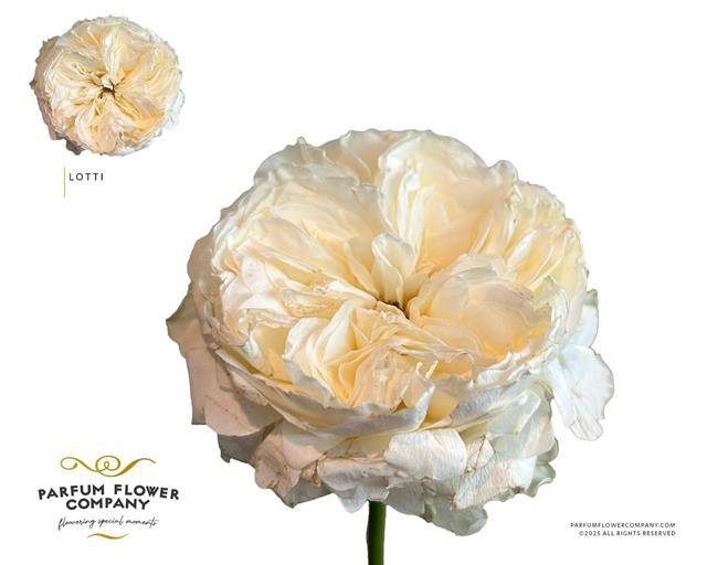Rosa Garden Lotti