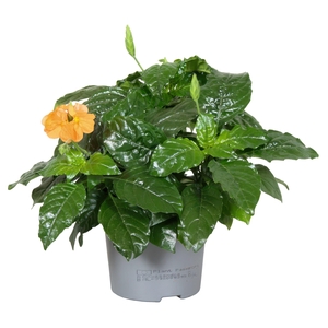 Crossandra Fortuna 13 Cm