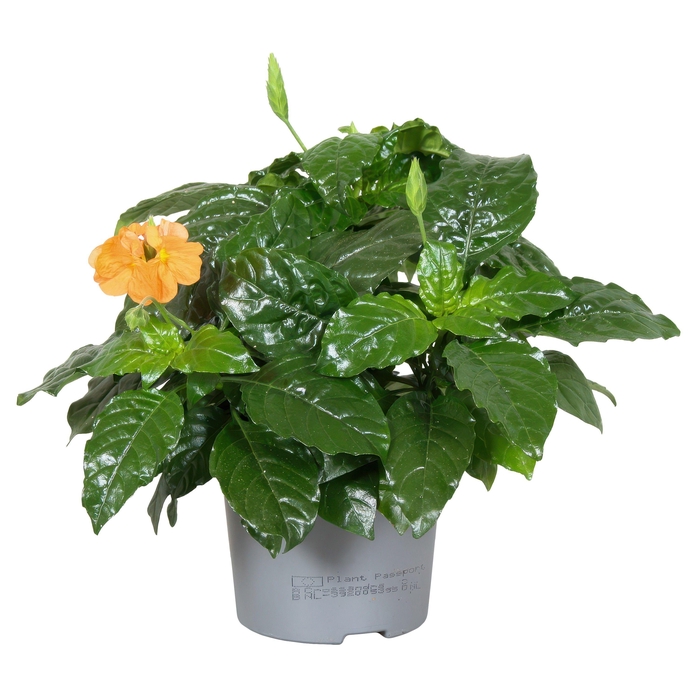 <h4>Crossandra Fortuna 13 Cm</h4>