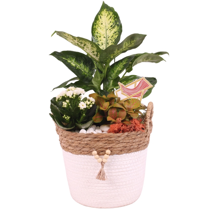 <h4>Opm Maritime Arr. Indoor Willow Basket Round Beads</h4>