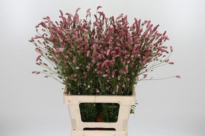 <h4>Sanguiso O Pink Tann</h4>