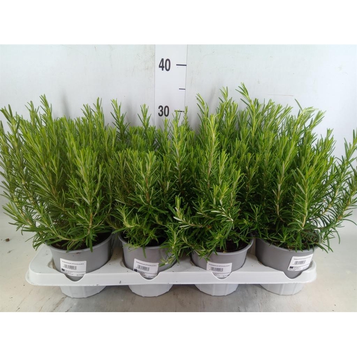 <h4>Rosmarinus offi.   ...</h4>