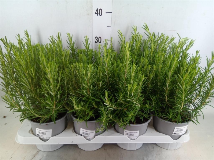 <h4>Rosmarinus offi.   ...</h4>