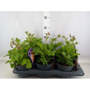 Geum chiloense