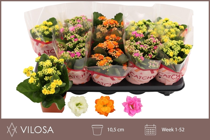 <h4>KAL GE GEM 3 KL</h4>