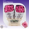 Rosa gr Sweet Memory+ | A2