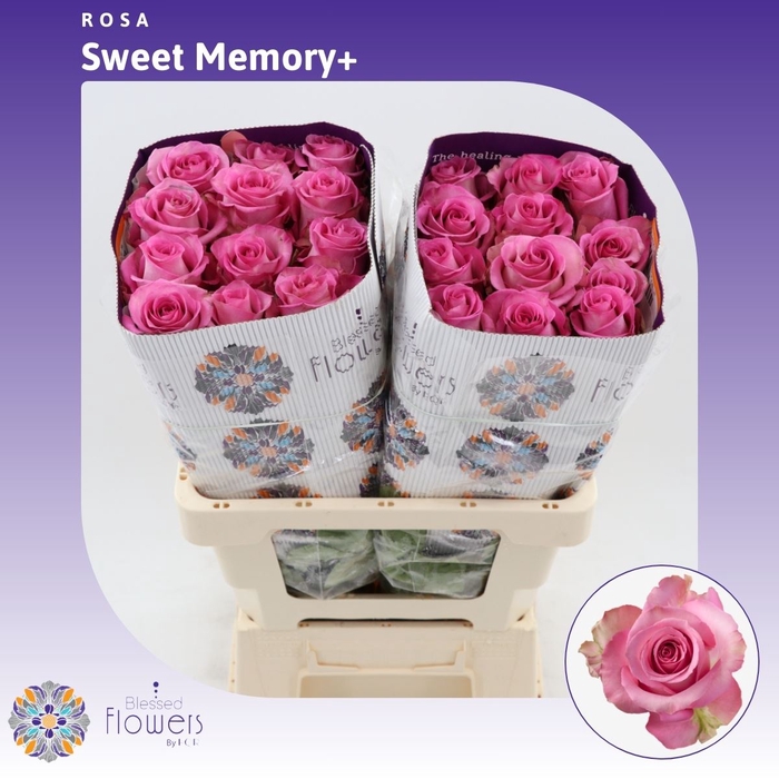 <h4>Rosa gr Sweet Memory+</h4>