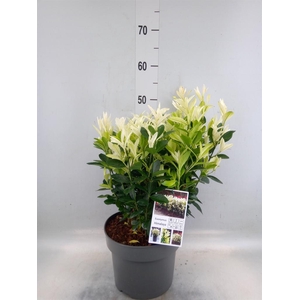 Euonymus japon. 'Himalaya'