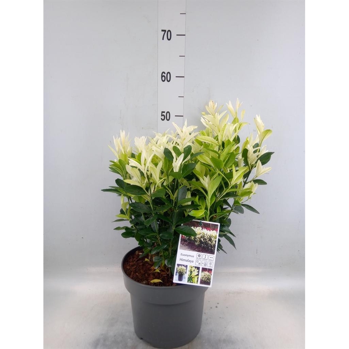 <h4>Euonymus japon. 'Himalaya'</h4>