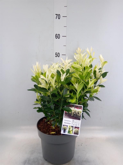 <h4>Euonymus japon. 'Himalaya'</h4>