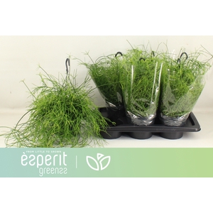 RHIPSALIS BA OASIS