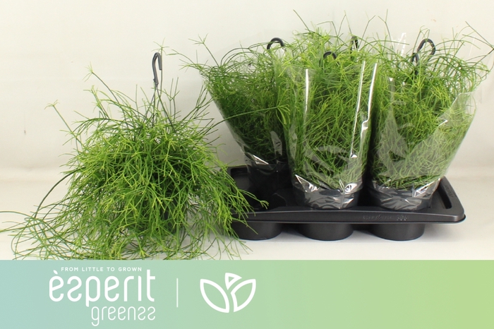 <h4>RHIPSALIS BA OASIS</h4>