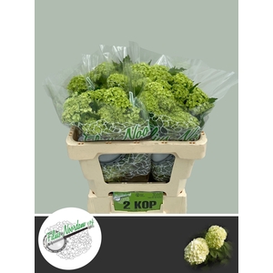 Viburnum Greenhouse 2 Kop Filius