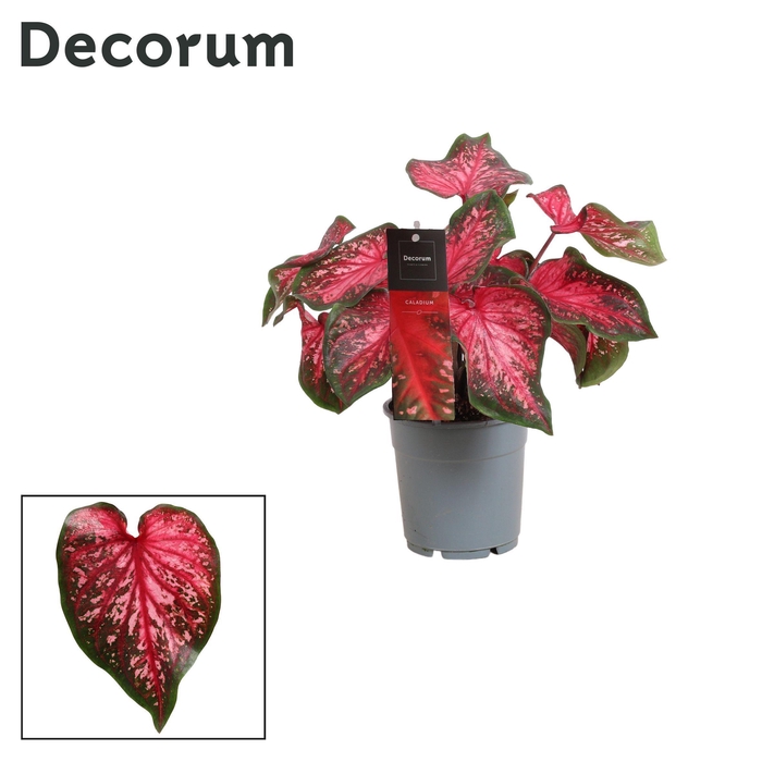 <h4>Caladium Scarlet Flame (Decorum)</h4>