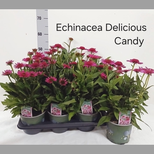 ECHINA DELICIO CANDY