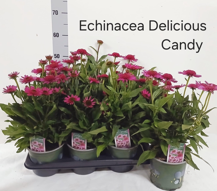 <h4>ECHINA DELICIO CANDY</h4>
