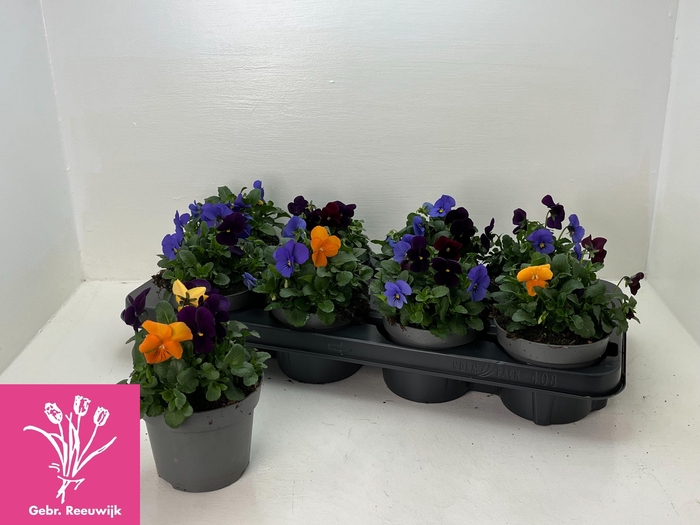 <h4>VIO TRICOLOR</h4>