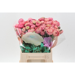 Ran Aazur Antiq Rose