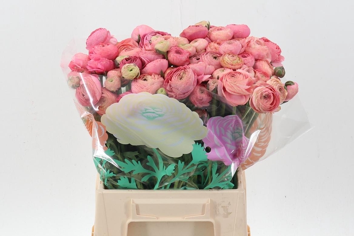 <h4>Ran Aazur Antiq Rose</h4>