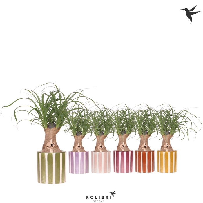 <h4>Kolibri Greens Beaucarnea in Painted Stripe pot mix</h4>