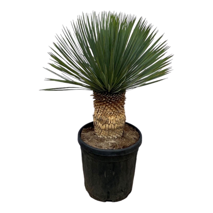 <h4>Yucca Rostrata P38 100 - 110 cm</h4>