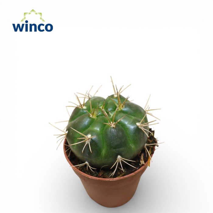 <h4>Gymnocalycium Orientale Vikulovii</h4>