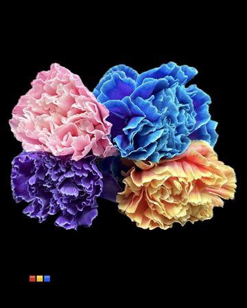 <h4>Dianthus St Mix</h4>