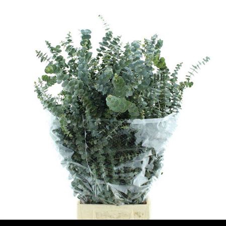 <h4>Euc Baby Blue P Bs</h4>