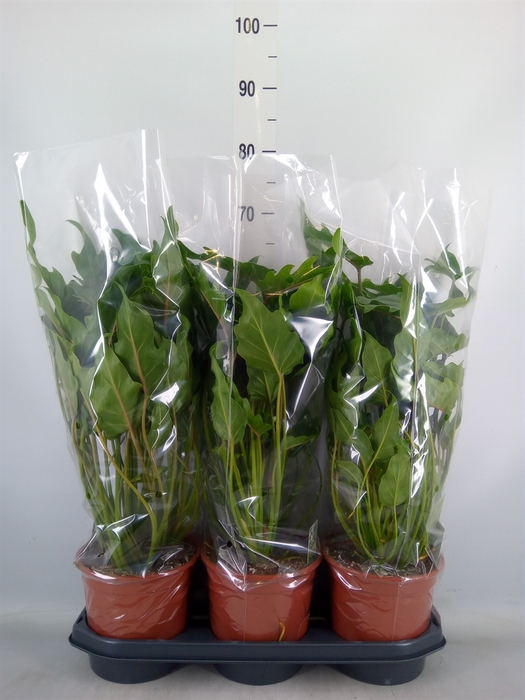 <h4>Philodendron  'Xanadu'</h4>