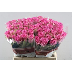 R Gr Royal Jewel L40