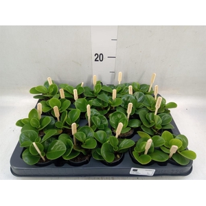 Peperomia obt. 'Green Gold'