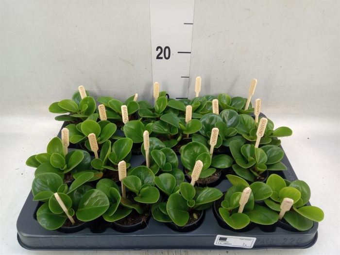 <h4>Peperomia obt. 'Green Gold'</h4>