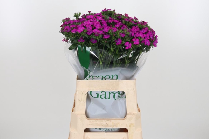 <h4>Di Barb Am Neon Purple</h4>
