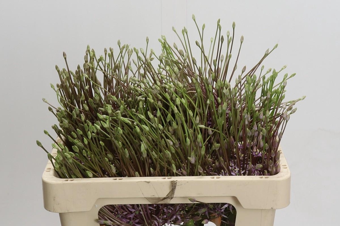 <h4>Allium Schubertii</h4>