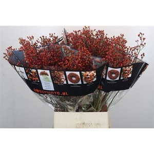 Rosa Rosefruits Elite