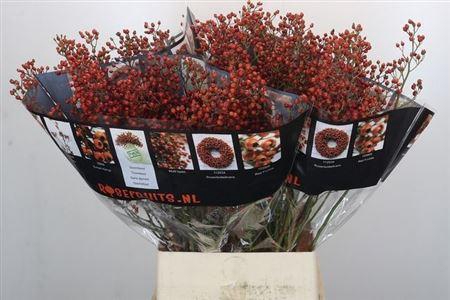 <h4>Rosa Rosefruits Elite</h4>