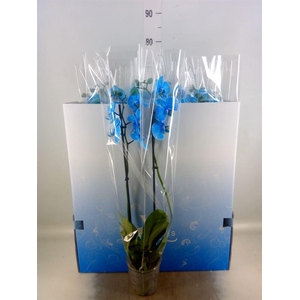 Phalaenopsis   ...