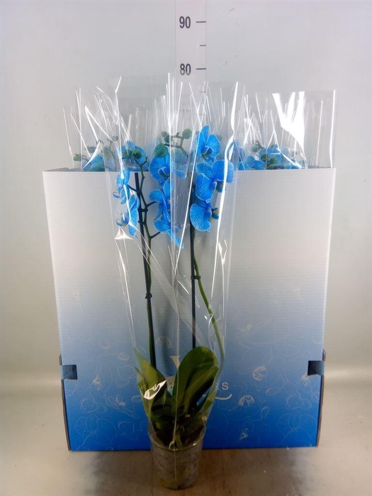 <h4>Phalaenopsis   ...</h4>