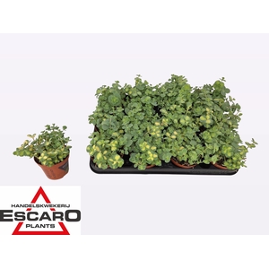SEDUM SI MEDIOVARIEG