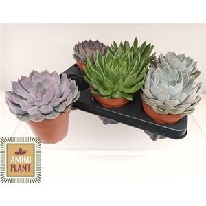 Echeveria gemengd