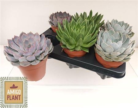 <h4>Echeveria gemengd</h4>