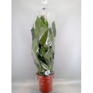 Spathiphyllum  'Sweet Lauretta'