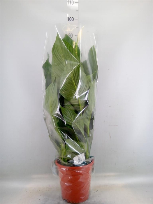 <h4>Spathiphyllum  'Sweet Lauretta'</h4>