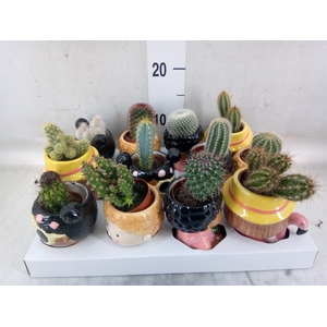 Cactus   ...