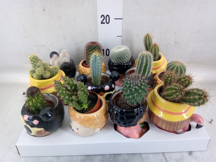 <h4>Cactus   ...</h4>