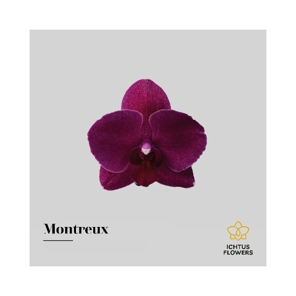 <h4>Phal An Montreux - Ichtus Flowers</h4>